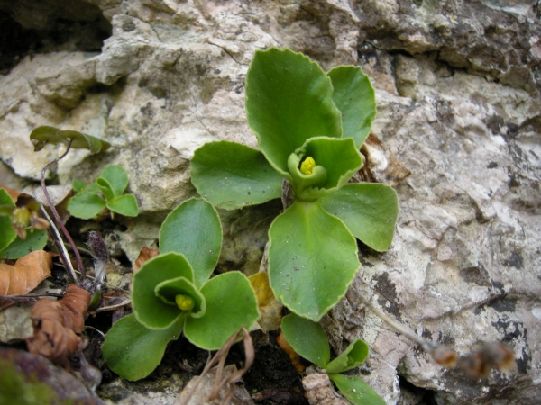 Primula auricula / Primula orecchia d''orso